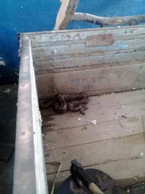 Cobra foi encontrada em carroceria de caminhão por mecânicos em Machado (Foto: Everilda Silvia Paes)