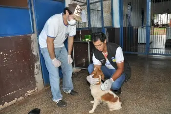 Animais são tratados, castrados, recebem chipagem e são encaminhados para adoção