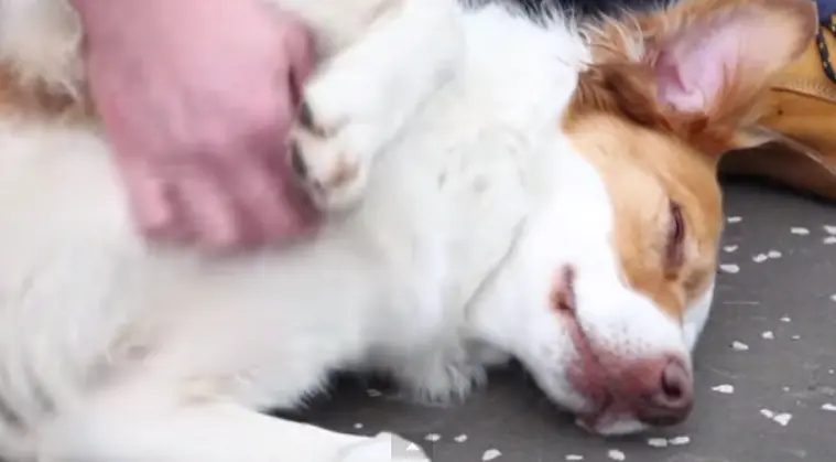 dog