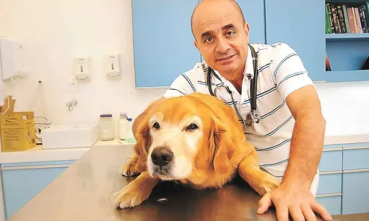 Veterinário José Geraldo Lasmar diz que o animal precisa ter um lugar que identifique como seu para sentir que ali é seu refúgio