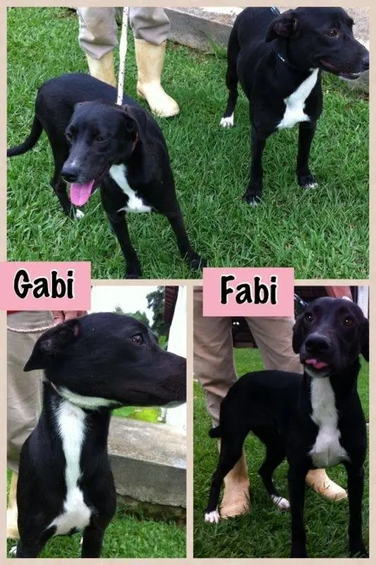 fabi