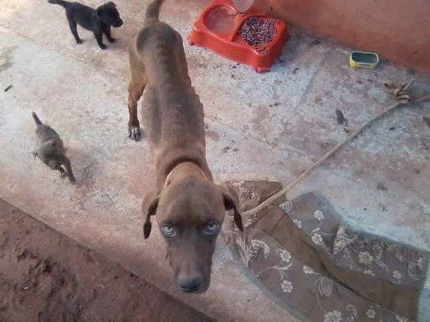 Água e comida foram colocadas por protetores assim que chegaram ao local (Foto: Leonardo Brigagão / Spavo)