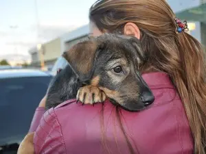 Projeto de lei prevê que prisão para quem matar cães ou gatos (Foto: Suzana Hiromi/S2 Publicom)