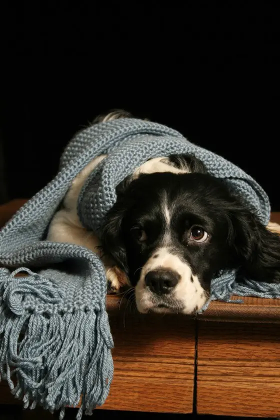 Cães sofrem com os dias de inverno (Foto: SXU.hu)