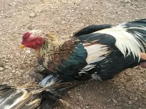 Galos foram apreendidos em rinha de galo (Foto: Polícia Militar/Divulgação)