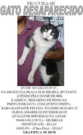 gato-but