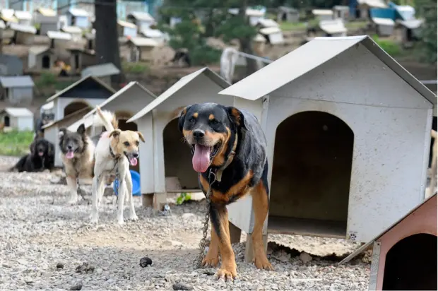 Chácara da Soama tem, atualmente, 1,6 mil animais Foto: Juan Barbosa