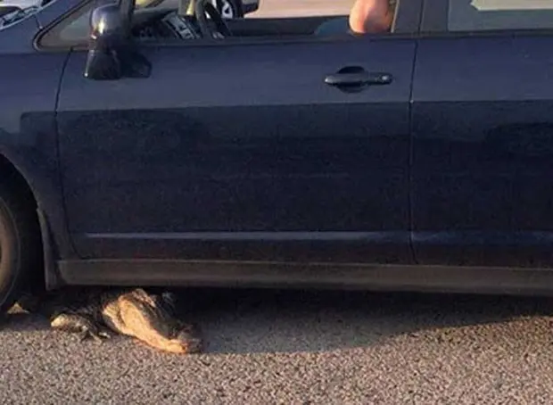 Cena ocorreu em rodovia em Fort Myers, na Flórida (Foto: Reprodução/YouTube/NBC2 News)