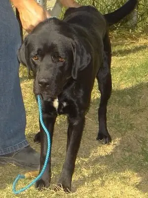 Labrador recolhido de casa está assustado, diz veterinária (Foto: GM de Capivari/Divulgação)