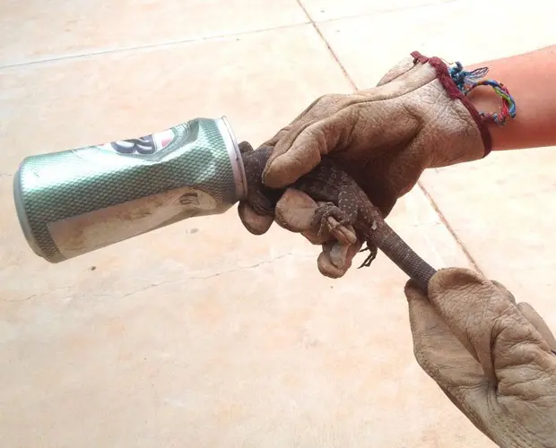 Lagarto foi encontrado com a cabeça entalada em lata de cerveja (Foto: Reprodução/Facebook/Northern Territory Parks and Wildlife)