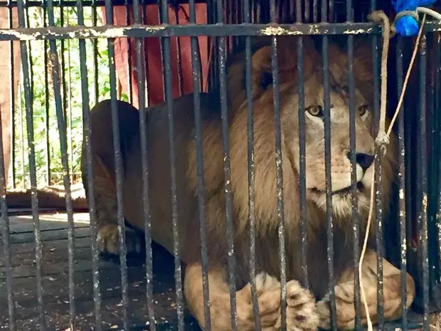 Gulliet deve ser transferido para uma ONG no interior de São Paulo. (Foto:  Regiane Monch de Assumpção/ Associação Amigos dos Animais )