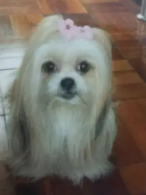 Cachorrinha estava há 10 anos com a família (Foto: Arquivo pessoal)