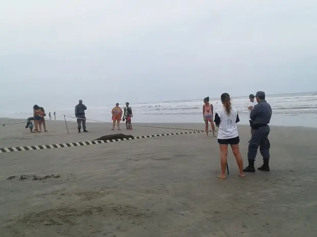 Lobo-marinho fico deitado na areia cerca de três horas em Itanhaém (Foto: Jessica Souza/Arquivo Pessoal)