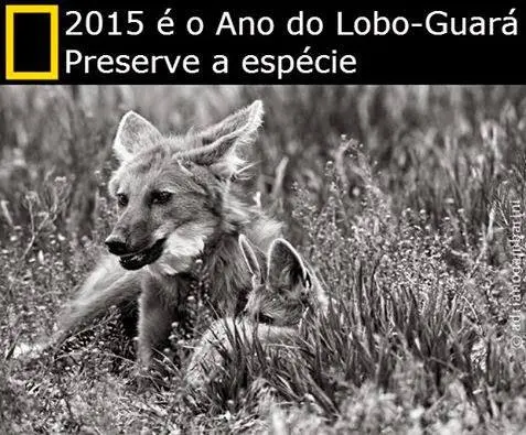 lobo