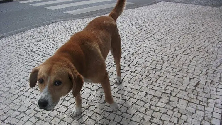 'Nero' foi encontrado a cambalear junto do quartel de Bombeiros da Póvoa de Lanhoso Ler mais em: http://www.cmjornal.xl.pt/nacional/sociedade/detalhe/cao_atingido_por_chumbo_na_rua.html