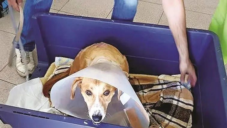 ‘Nero’ vai ficar em repouso durante duas semanas 