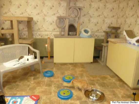 Foto: Pet Pal Animal Shelter