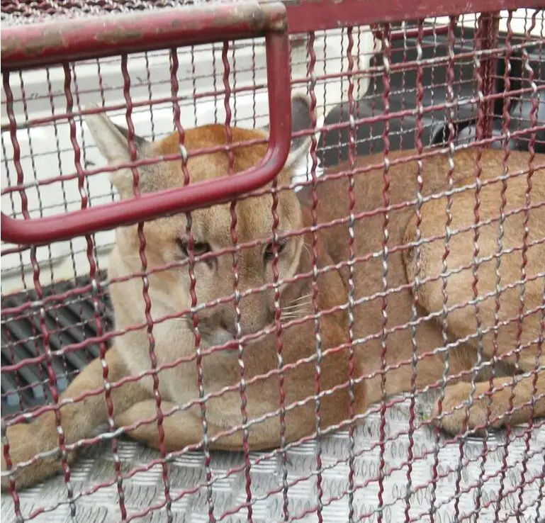 O filhote de onça parda capturado nesta manhã tem cerca de 2 anos de idade e seria devolvido ao seu habitat