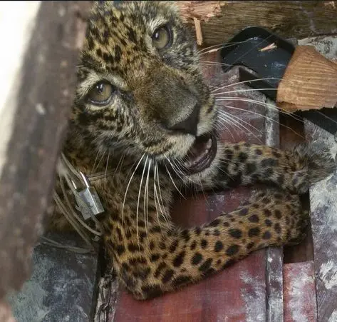 O filhote foi levado para o Centro de Triagem de Animais Silvestres (Cetas) na sede do Instituto Brasileiro do Meio Ambiente e dos Recursos Naturais Renováveis (Ibama) onde deve receber todos os cuidados necessários (Divulgação/Ipaam)