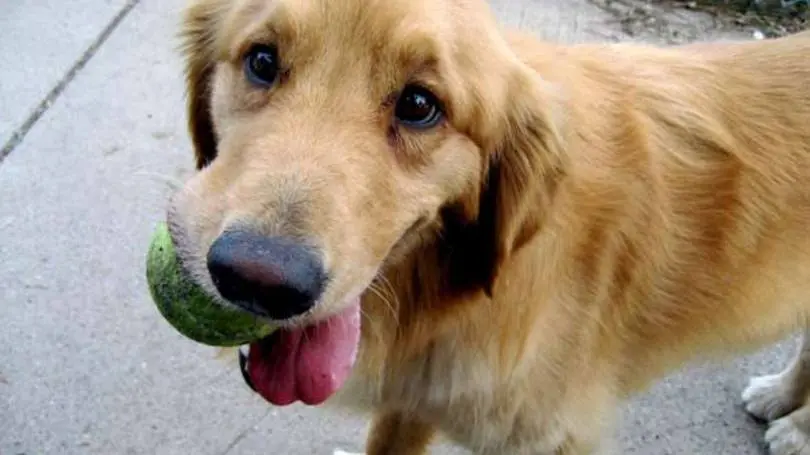 Cachorros: Pedigree e ONG Ampara Animal promovem adoção de cães