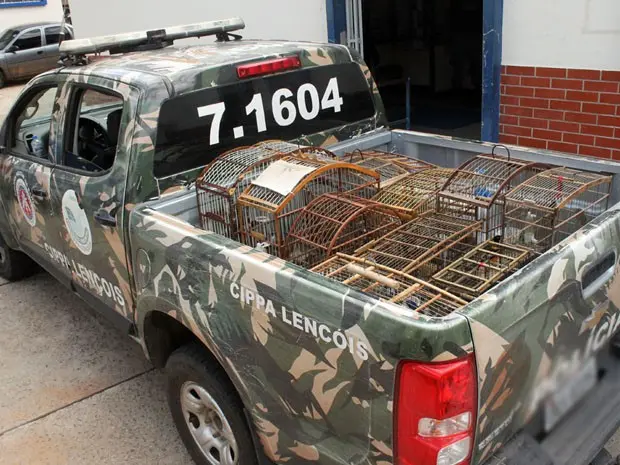 87 pássaros silvestres foram encontrados em residência no sudoeste (Foto: Wilker Porto / www.BrumadoAgora.com.br)