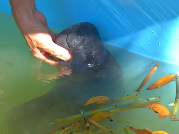 Peixe-boi foi resgatado por um morador no Porto de Óbidos (Foto: Reprodução/TV Tapajós)