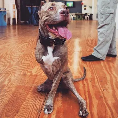 Uma bela lição para a vida de qualquer um. (Foto: Reprodução / Bark Post) 