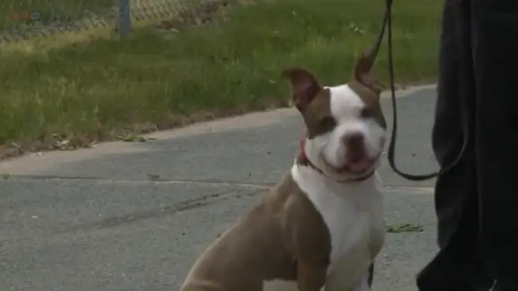 Spanky, agora recuperado dos maus-tratos (Foto: FoxCT)