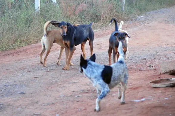 População deve denunciar maus-tratos, como abandono e agressões a animais, pelo 156 da Prefeitura 