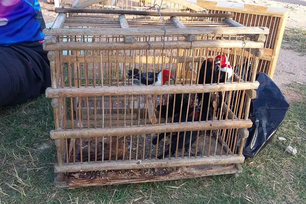 Segundo a PRF, aves recuperadas em Mossoró apresentavam sinais de maus tratos