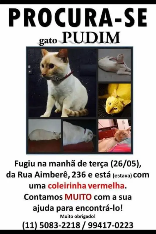 pudim