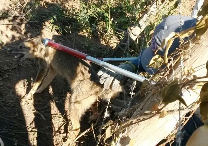 Raposa é resgatada em Divinópolis (Foto: BMMG/Divulgação)