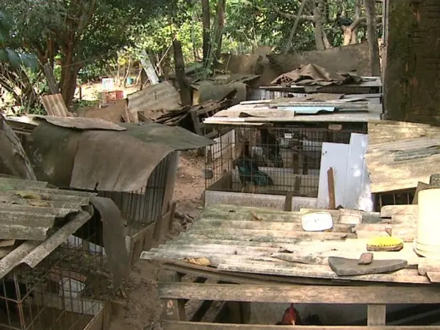 Galos ficavam presos no quintal da casa do suspeito em Fernando Prestes(Foto: Sergio Oliveira/EPTV)