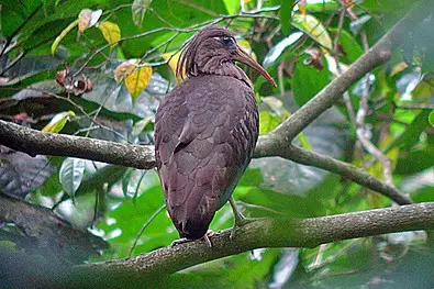 Ibís-de-são-tomé (Bostrychia bocagei)