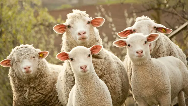 Ativistas acreditam que animais são atentos e sensíveis a palavras usadas pelas pessoas. Foto: Baronb/Shutterstock