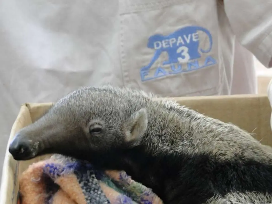 Tamanduá, que tem cerca de três meses, foi encontrado com alguns ferimentos Foto: SMVA/Fauna / Divulgação