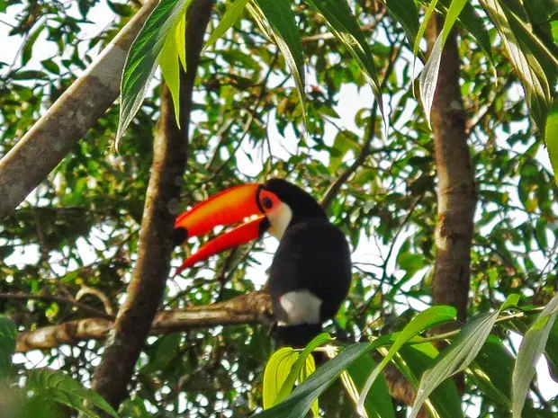 Tucano-toco pousa em galho e fotógrafa não perde o flagrante (Foto: Juliana Ferraz/Você no TG)