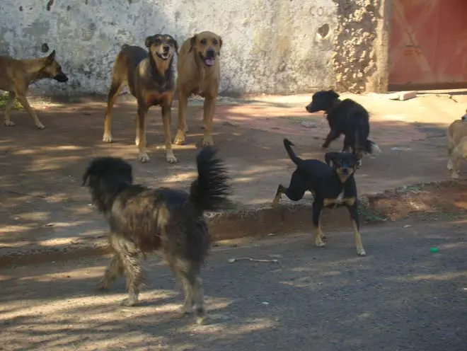 Em vários pontos da cidade, é possível ver diversos cães abandonados, seguindo pelas ruas, sem rumo