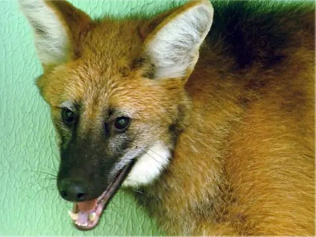 Loba-guará, capturada pelo zoo de Varginha