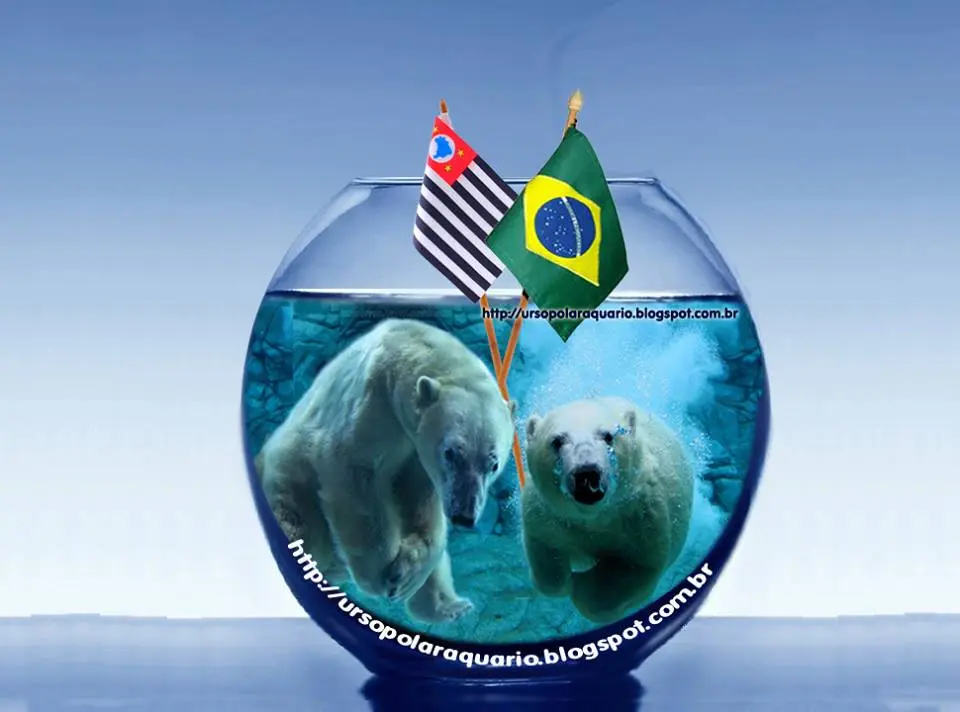 urso polar