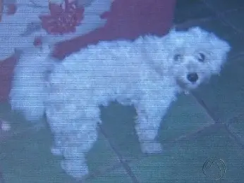 Dono mostrou fotos do cachorro que morreu envenenado. (Foto: Reprodução/ TVCA)