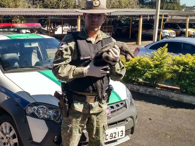 Foto: Polícia Militar de Meio Ambiente/Divulgação