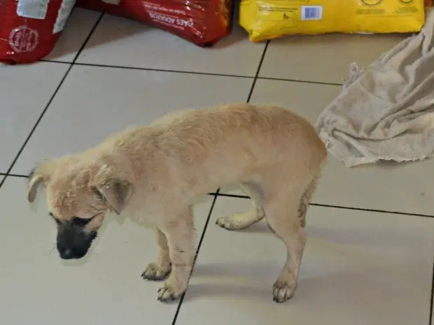 Cachorro está fazendo tratamento no abrigo, com suspeita de envenenamento (Foto: Adelcimar Carvalho/G1) 