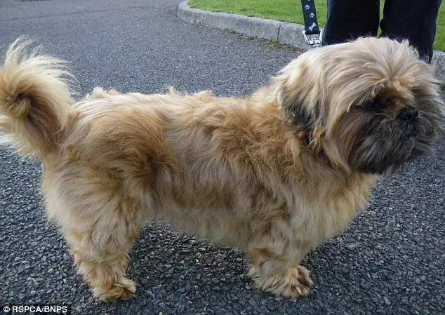 Quanta diferença! O shih tzu Happy ficou dessa maneira após ser tosado. (Foto: Reprodução / Daily Mail UK) 