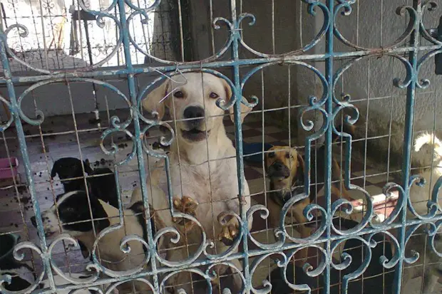 Foto: Sidney Niceas/Projeto Mascote de Rua/Divulgação