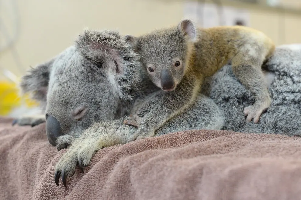 Foto: Hospital Australia Zoo Wildlife