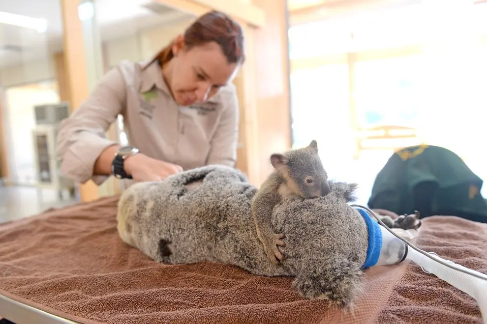 Foto: Hospital Australia Zoo Wildlife