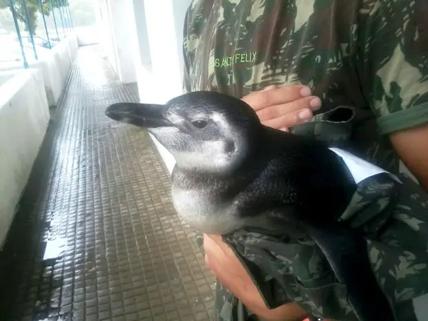 Foto: Sargento Lemos / Arquivo Pessoal