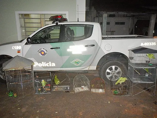 Foto: Polícia Ambiental / Divulgação