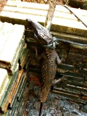Moradores amarraram jacaré, mas animal fugiu (Foto: Maria dos Santos/Arquivo Pessoal)